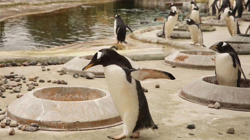 The zoo is home to more than 100 penguins and has the largest outdoor penguin pool in Europe.