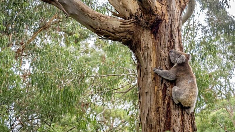 Thousands of koalas died during wildfires in the last southern hemisphere summer