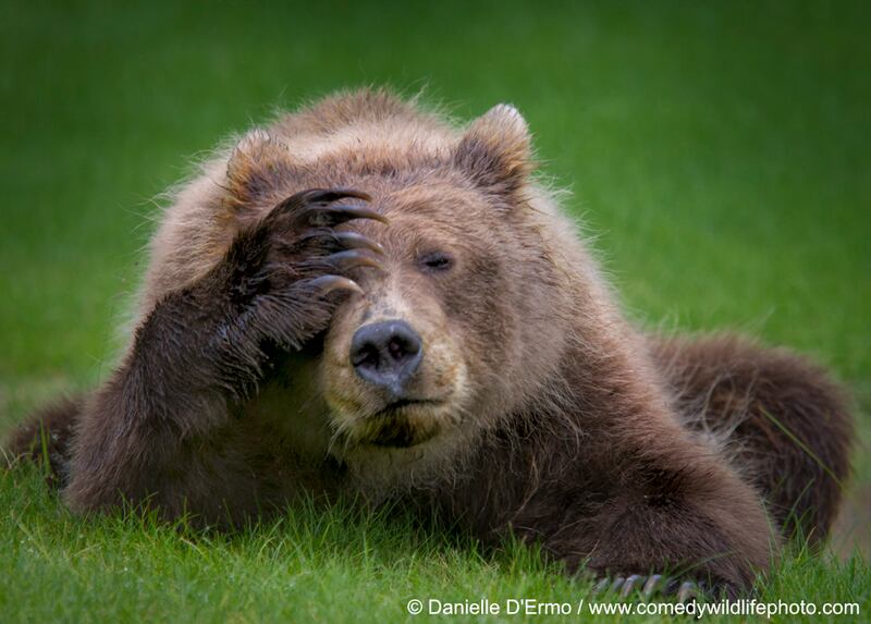 A bear doing a facepalm 