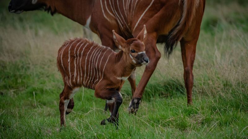 An eastern bongo calf has been born to first-time mother Safi at Chester Zoo.
