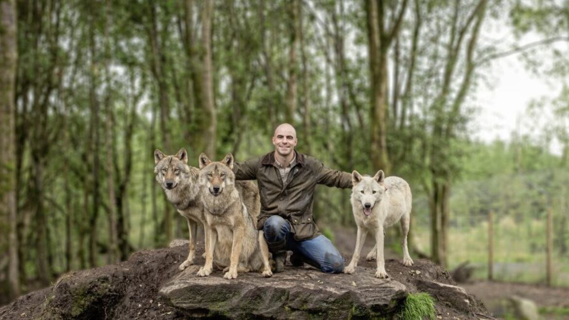 Irish Man Wolves Re-introduction of wolves to solve growing deer problem – The Irish News