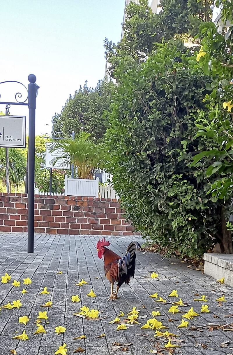A rooster in Key West 