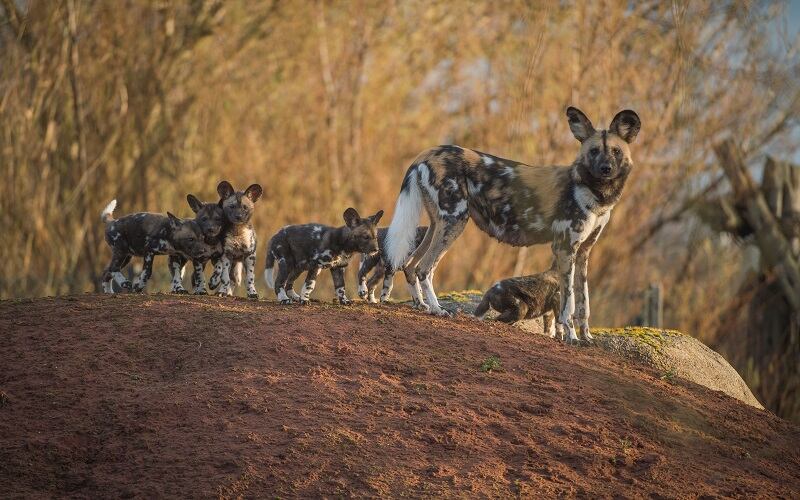 Painted dog pups and their mother