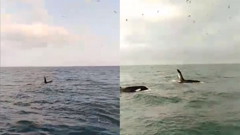 Prawn fisherman James MacCluskey took footage of the whales as they swam in the Irish sea.