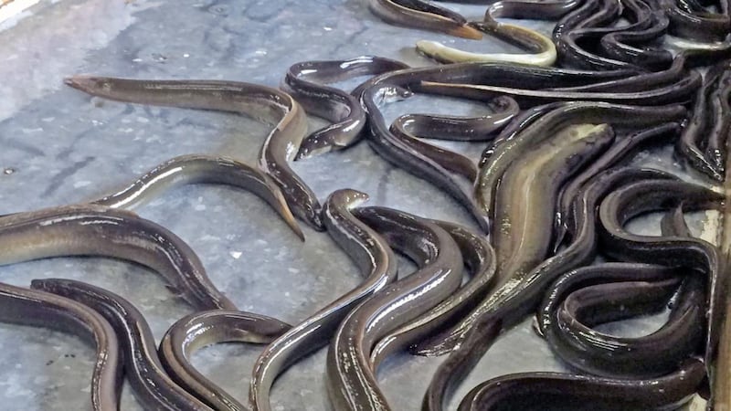 Lough Neagh eels 