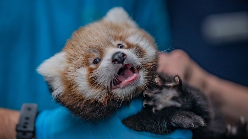 Two baby red pandas have been identified as a boy and a girl during their first health check-up.