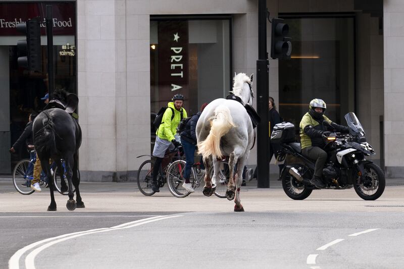 Two horses on the loose bolt through the streets of London near Aldwych