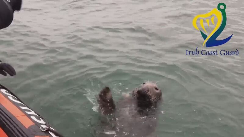 The team waved to the seal only to be surprised when the animal waved back.