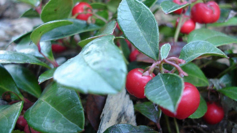 Gaultheria procumbens provides winter colour in the garden 
