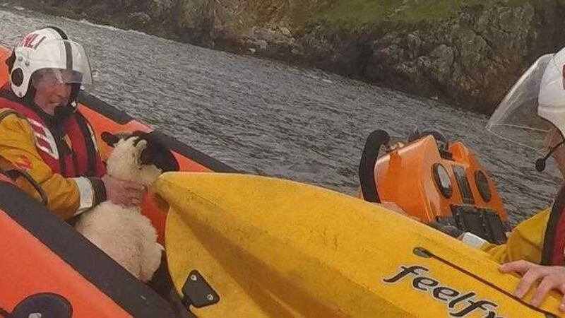 A crew member with Lough Swilly RNLI secures the distressed sheep after it was rescued from a cliff edge in Inishowen&nbsp;