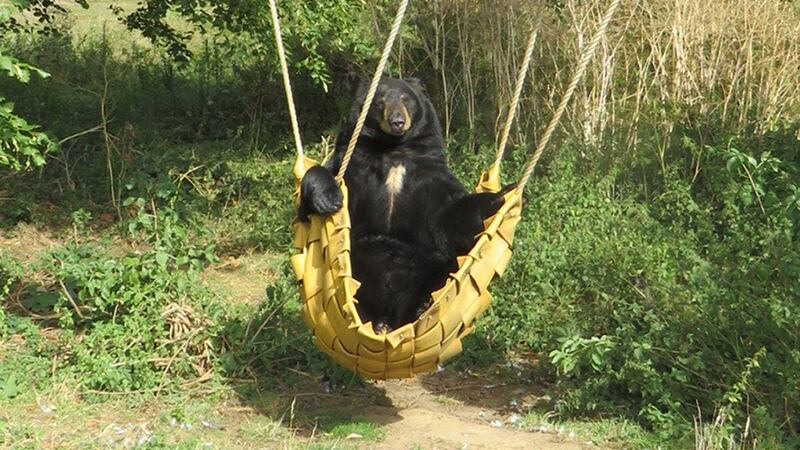 Chuck, a seven-year-old North American black bear, was spotted using the hammock at Woburn Safari Park in Bedfordshire.