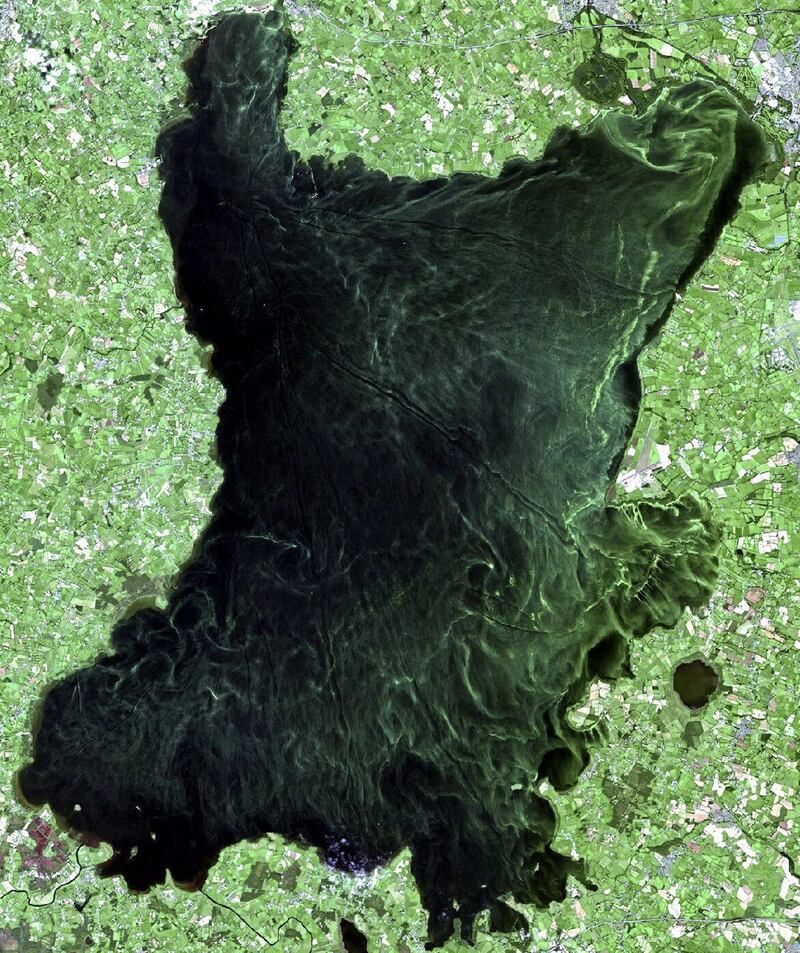 Satellite imagery shows the level of algae bloom in Lough Neagh. Picture by Copernicus Open Access Hub