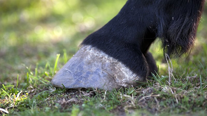 Horses’ ancestors used to have five toes at the end of each leg, now they only have one.