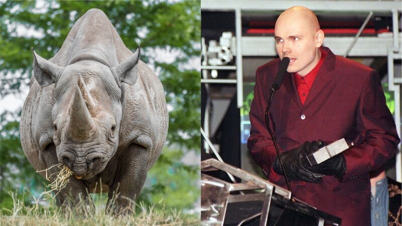 Clue: The rhino didn’t release a double-length album called Melancholy And The Infinite Sadness.