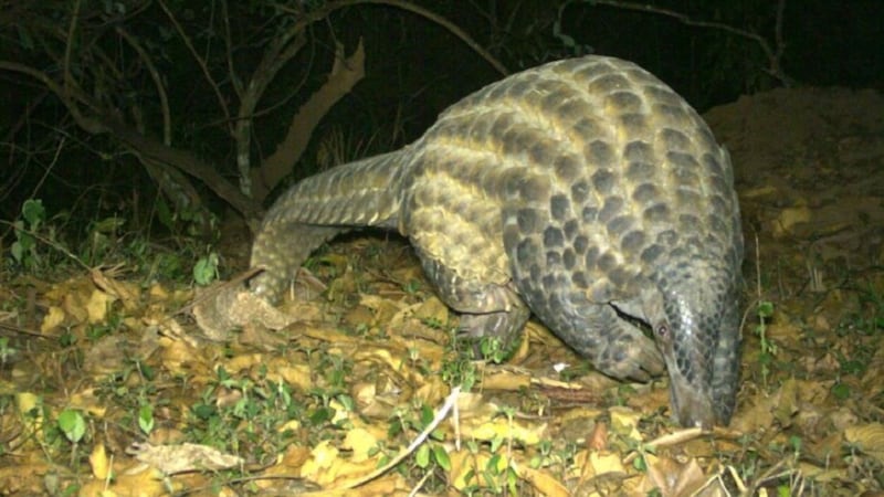 The giant pangolin was tagged on March 25 by the zoo’s research team.