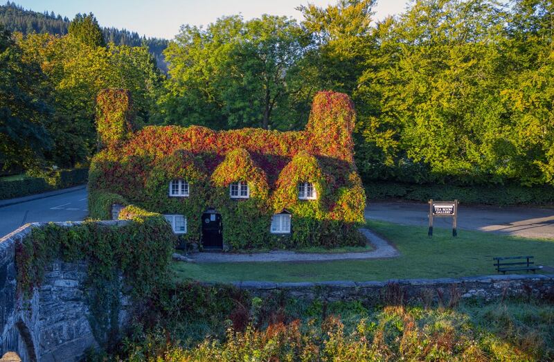 The Virginia creeper covering the Tu Hwnt l’r Bont Tearoom on the banks of the River Conwy in Llanrwst, north Wales, begins to change colour as autumn approaches (Peter Byrne/PA)