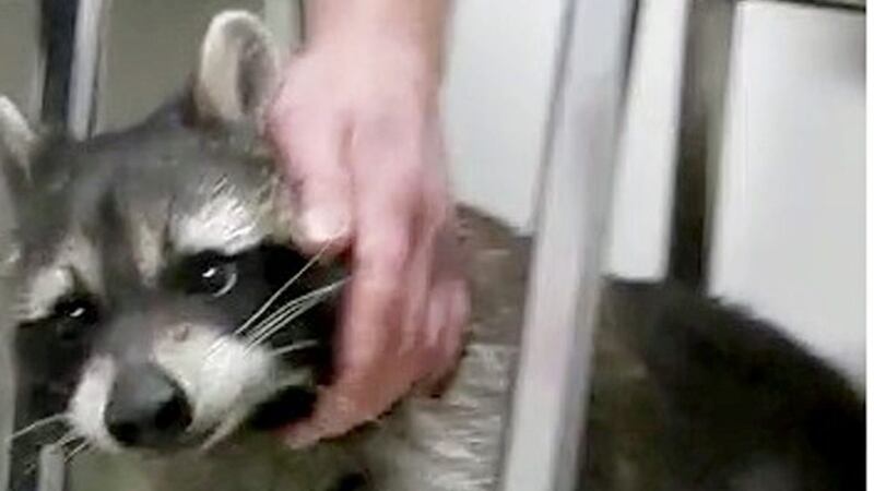 The raccoon was humanely destroyed yesterday afternoon after he was captured near Bready