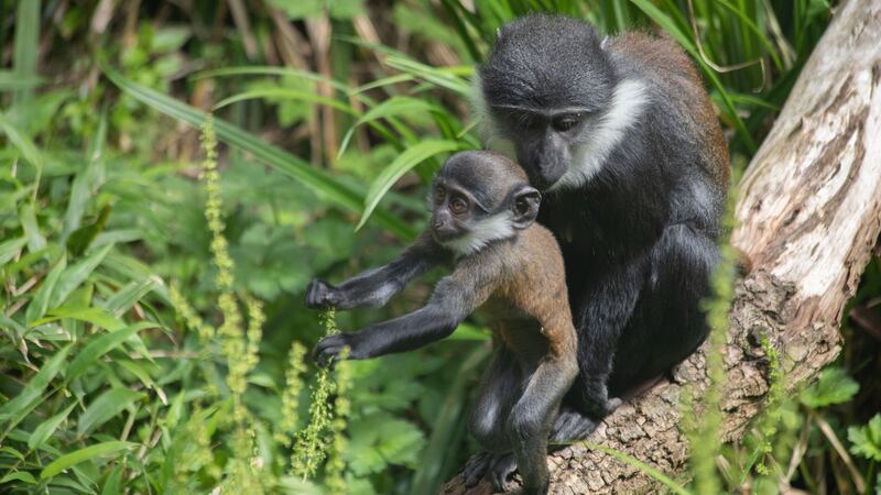 The three-month-old L’Hoest’s monkey has been named in tribute to the species’ native home in the Democratic Republic of the Congo.
