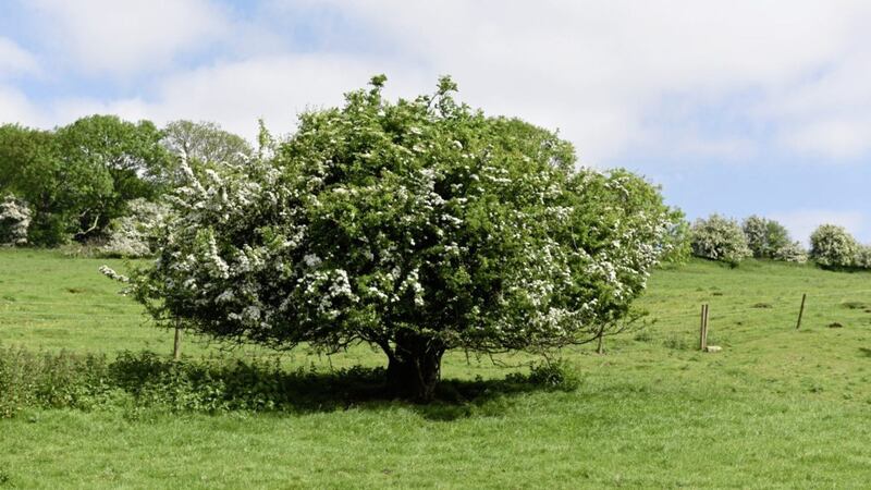 Even today lone hawthorn trees are treated with respect and some suspicion in rural areas 