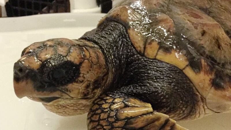 A loggerhead turtle has been receiving round-the-clock care at Exploris Aquarium in Portaferry. Picture by Exploris Aquarium/PA Wire 