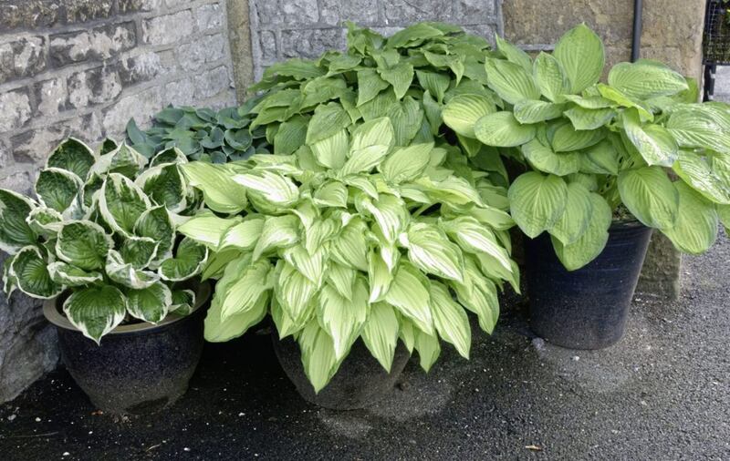 Growing hostas in containers will help reduce slug and snail damage 