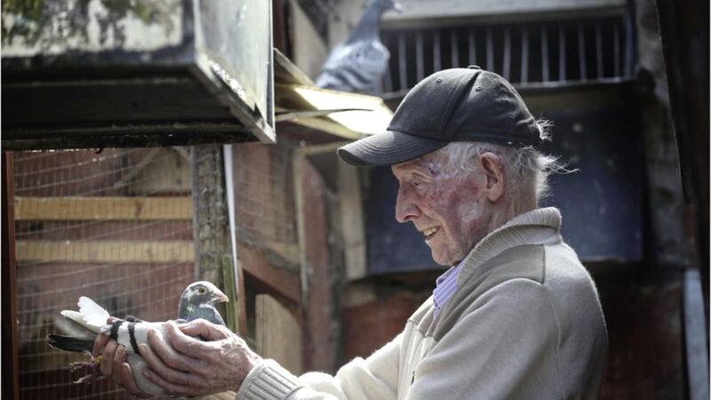 North Belfast pigeon Micky Kelly looks over some of his pigeons at home in north Belfast. Picture by Hugh Russell. 