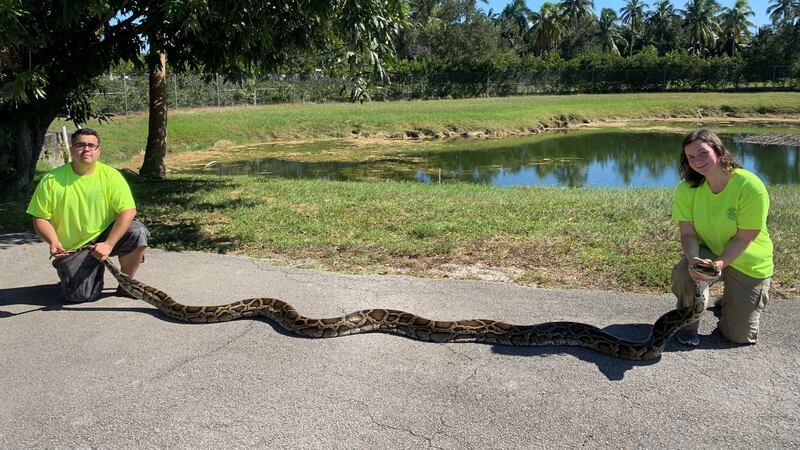 The python was caught by Python Action Team members Cynthia Downer and Jonathan Lopez at Big Cypress National Preserve.