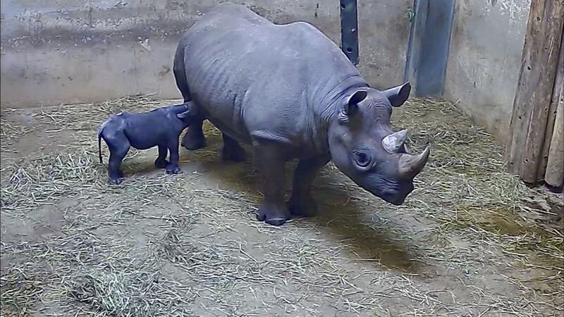 Zoo staff are watching the rhino and her calf remotely using cameras.