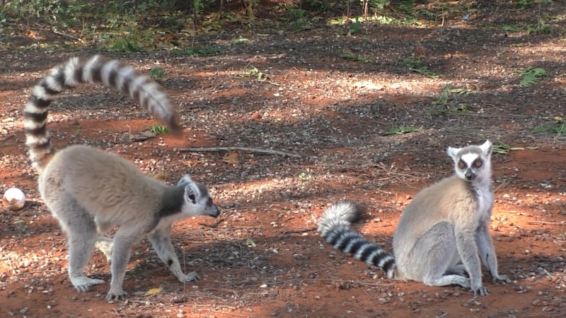 A male lemur waving his tail at a female