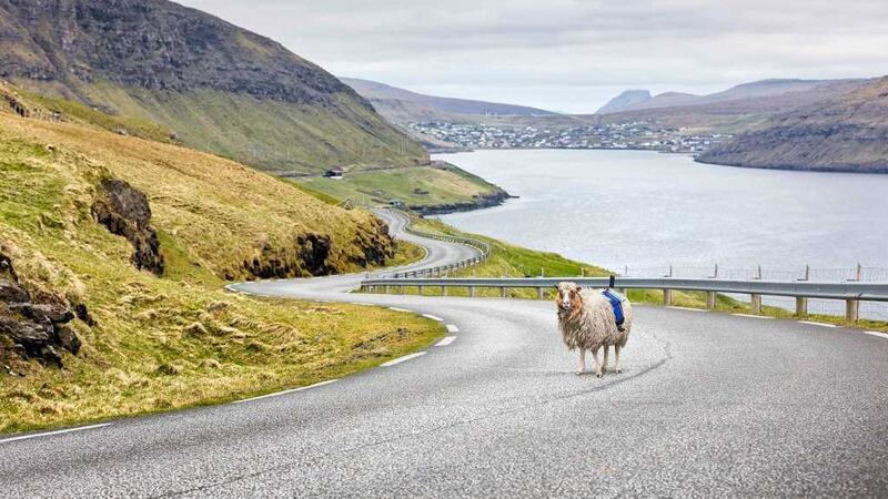 360-degree cameras to five of the country's 80,000 sheep.&nbsp;Photo - Visit Faroe Islands