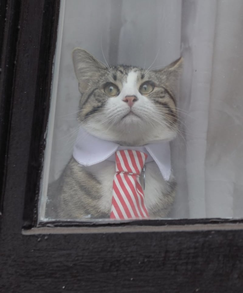 assange cat in the window of ecuador's embassy (Yui Mok/PA)