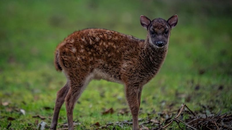 Experts believe there could be as few as 700 of the Philippine spotted deer remaining in the wild.