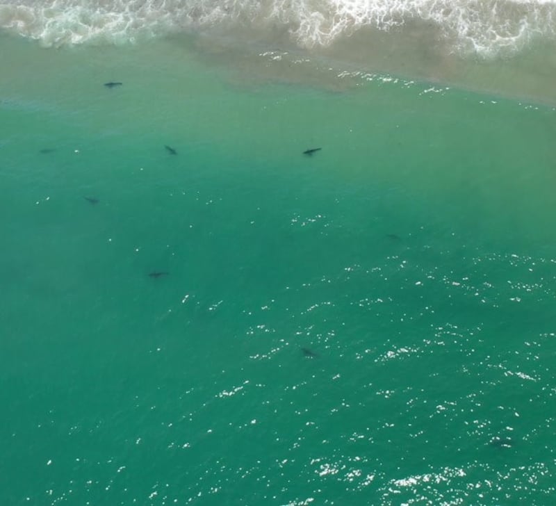 Juvenile great white sharks gathering nearshore (Patrick Rex/California State University)