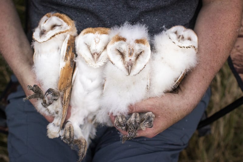 The four owlets. Picture by Liam McBurney, PA