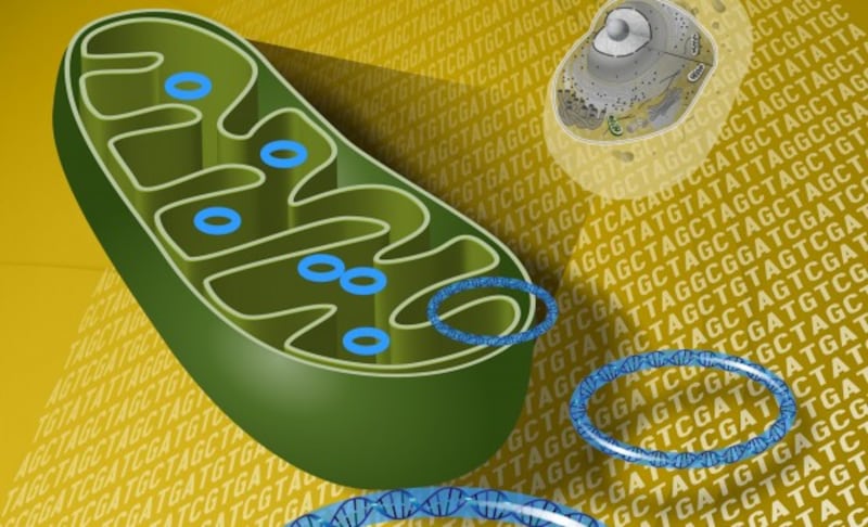 Mitochondria