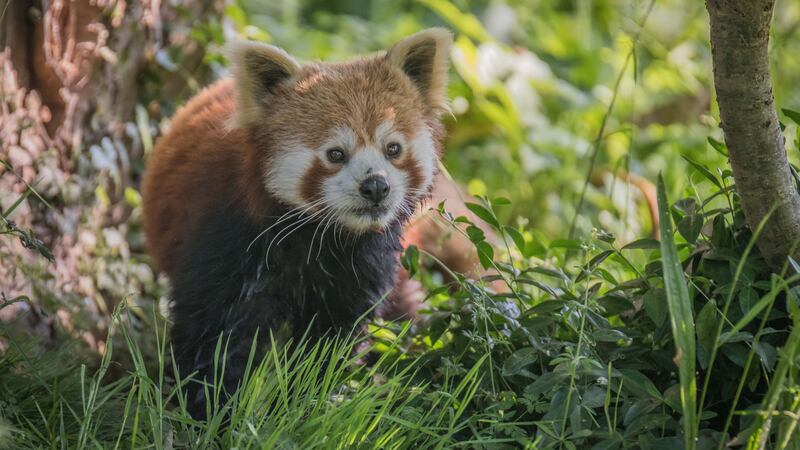 One-year-old Koda has been selected as an ideal genetic pairing for the zoo’s female red panda Nima.