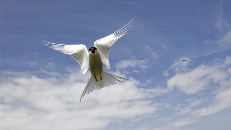 The tern is an elegant species known for its record-breaking pole to pole migrations 
