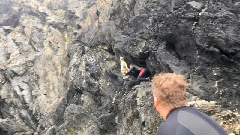 Lucky the sheep was found balancing on a ledge on the north Cornwall coast.