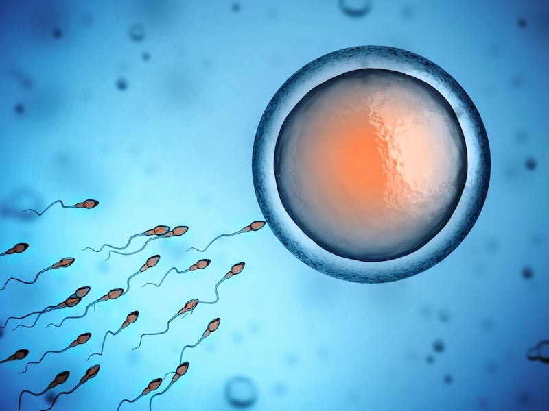 Human sperm and egg cell illustration.