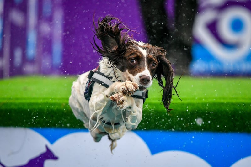 A spaniel makes a flying leap
