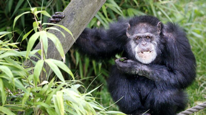 Scientists have found mouth signals in chimpanzees to have the same pace of human spoken language.