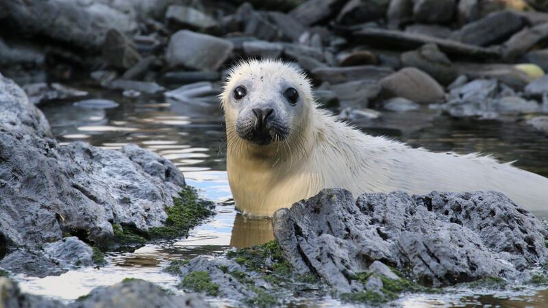 Two volunteers are needed for the annual seal survey (Lara Howe/PA)