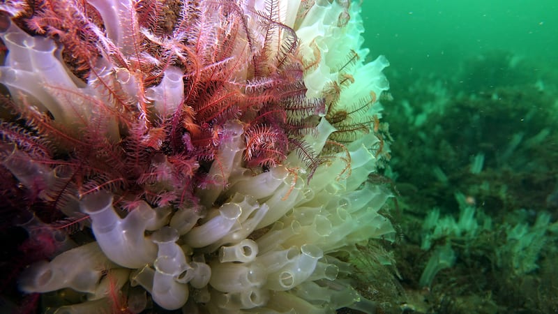 Sea squirts and feather stars in the protected waters around Arran