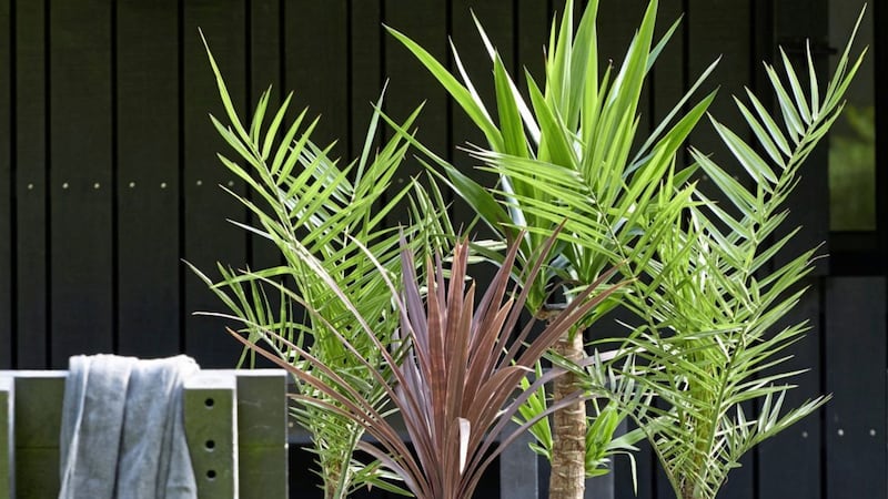 A selection of potted palms &ndash; the appeal of the palm lies in its exoticism 