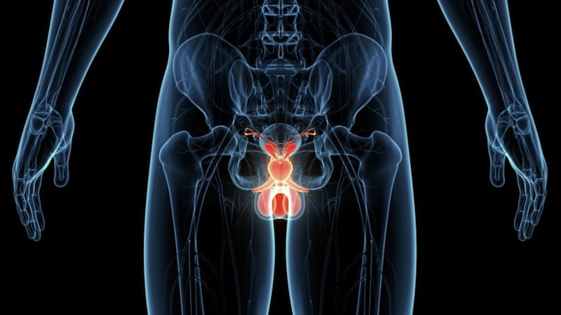 Prostate cancer starts in the prostate gland, which is at the base of the bladder and is about the size of a walnut 