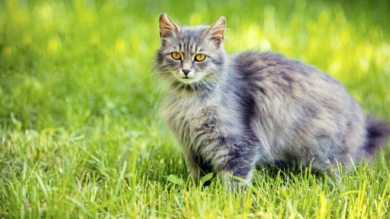 I&#39;m sick of cats ruining my garden at home - so what can I do to stop the problem? 