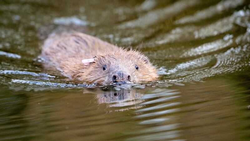 The adult beavers, one male and one female, have been relocated from wild populations in Scotland.