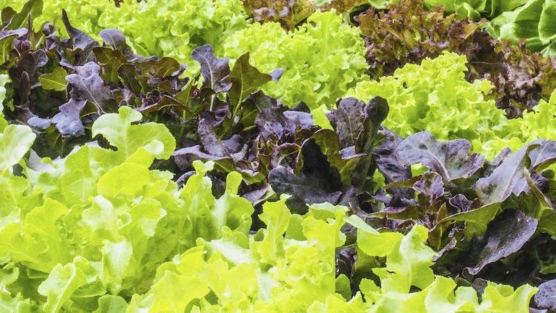 Rows of different coloured lettuce will brighten up your vegetable patch 