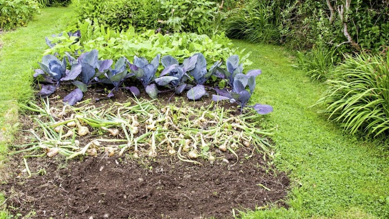 Space on a vegetable patch can be used for a green manure crop 
