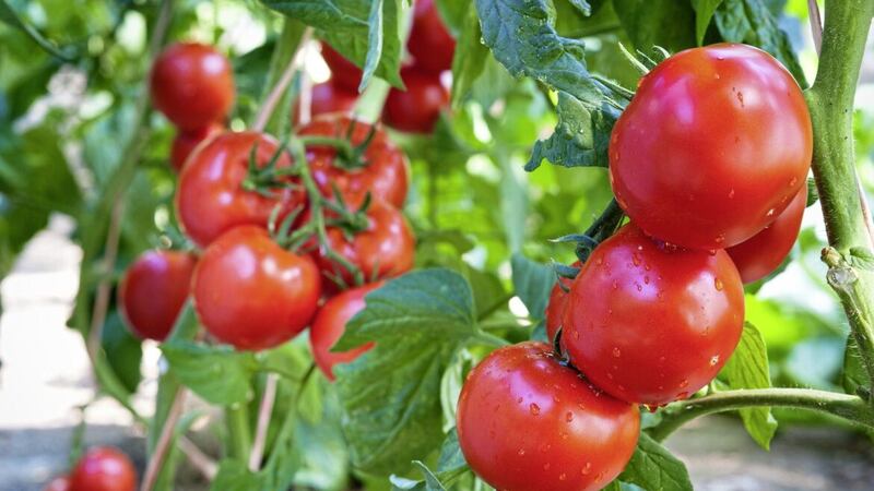 Vine tomatoes are best suited to growing in greenhouses, polytunnels or conservatories. Picture by iStock/PA 
